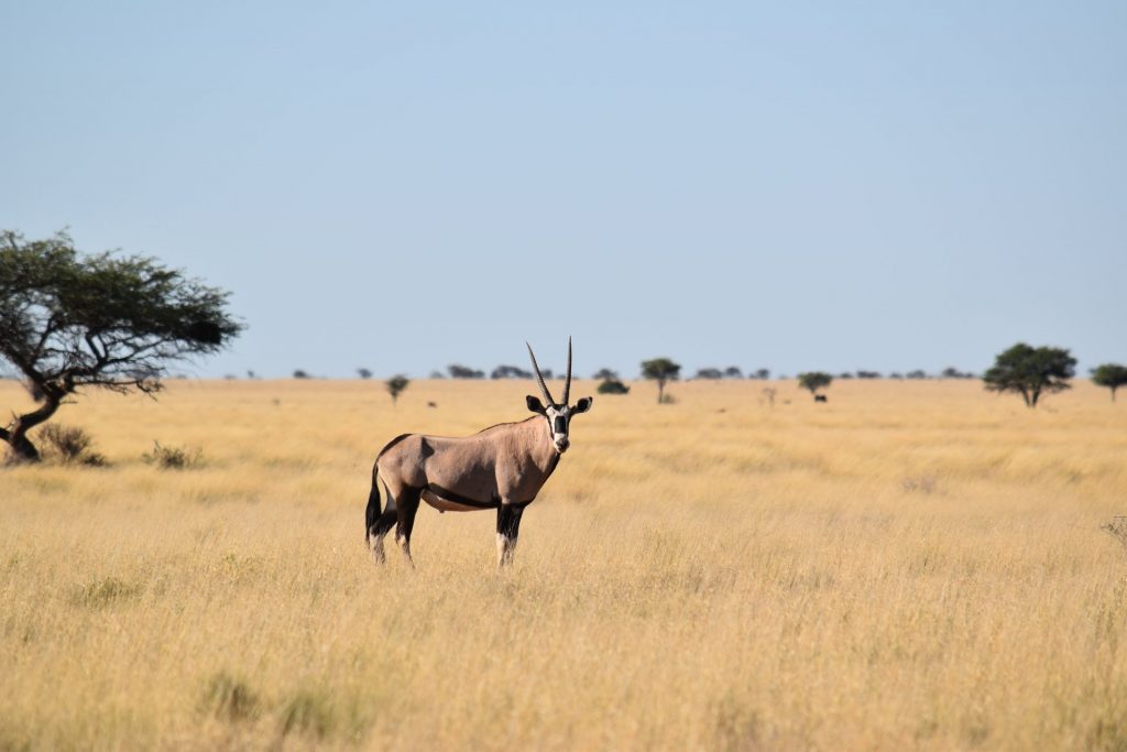 south-africa-animals